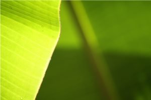 Verde, verdes